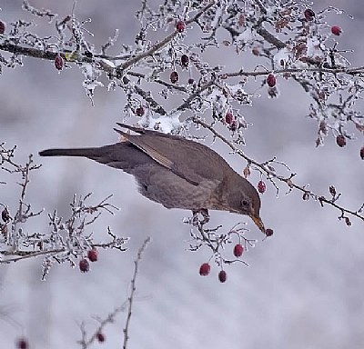 Turdus merula