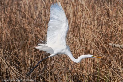 Great Egret