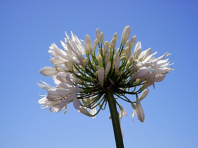 White African Lilly