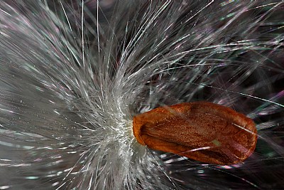 milkweed seed