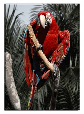 red guacamaya 