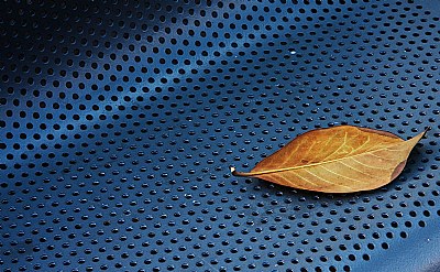 A leaf on blue