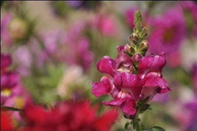 Blast of Pink