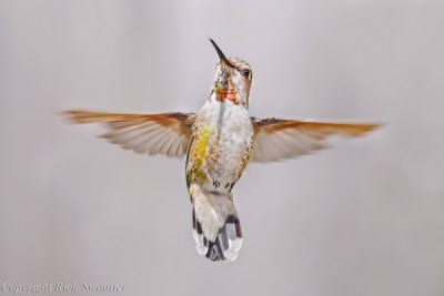 Queenie The Hummingbird