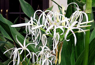 Interior Flowers