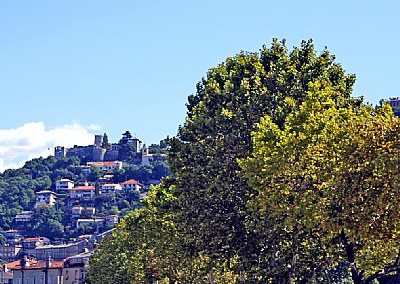 Trees & Hill
