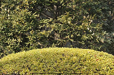 View, Curved, Garden