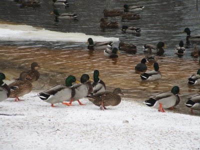 Duck march