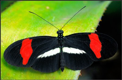 COSTA RICAN BUTTERFLY