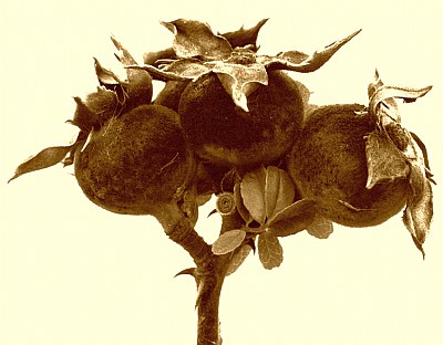 Cherokee Rose in Winter