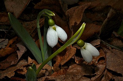 snowdrops