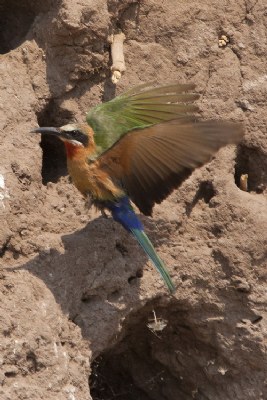 Bee-eater taking off