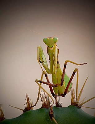 mantis