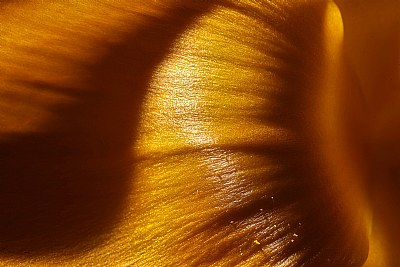 golden crocus petal