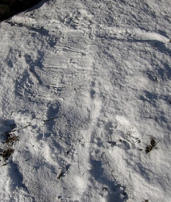 Snow Angel