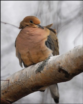 Mourning Dove