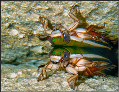 PREDATOR REFLECTION