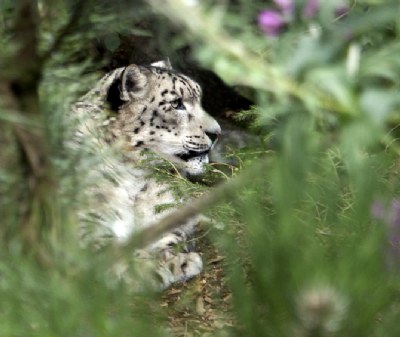 Snow Leopard