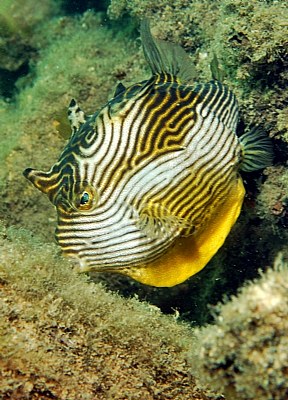 Female Ornate Boxfish