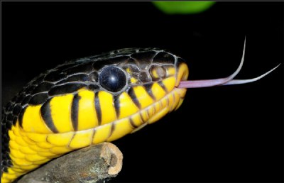 MANGROVE SNAKE