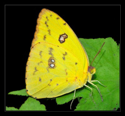 COSTA RICAN BUTTERFLY 2