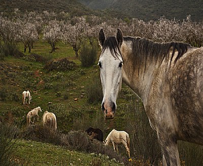 Almonds and Horses1