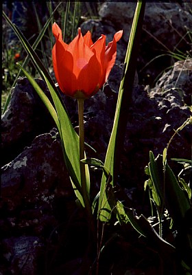 Wild tulip