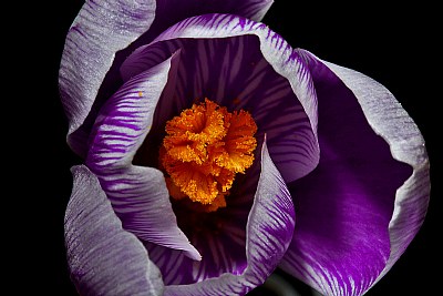 purple striped crocus