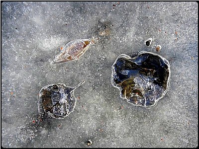 ice stillife