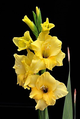 gladiolus