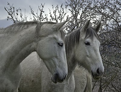 Beautiful Mares