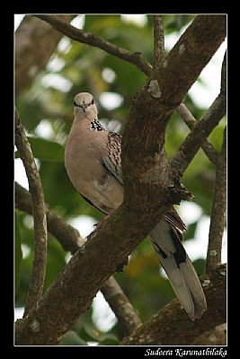 Common Spotted Dove