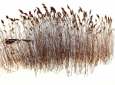 Winter Grasses with Bench