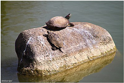 Turtles lying in the sun