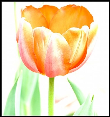 Tulip