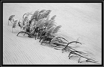 Pampas Grass in B&W