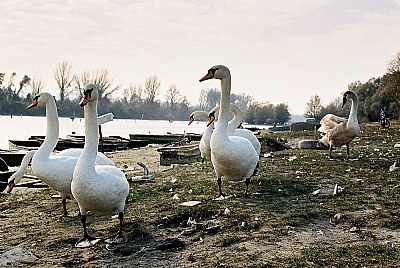 swans
