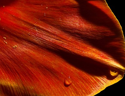 tulip petal