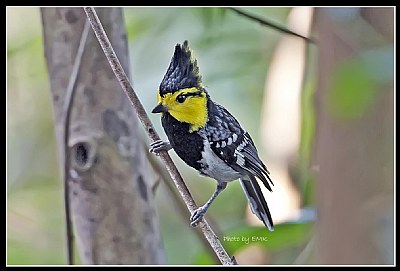 B176 (Yellow Cheeked Tit)