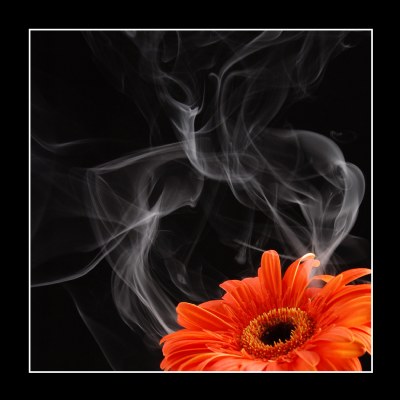 Smoke (last one) with flower