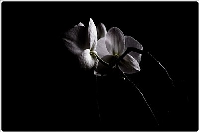 two white orchids