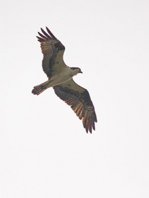 Hawk overhead