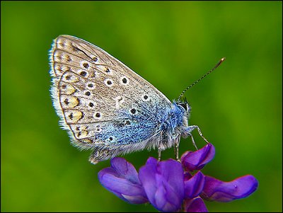 blue lady