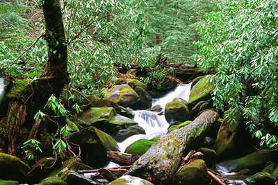 Smoky Mtn. Spring