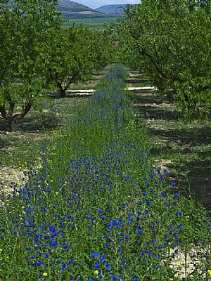 Within the Almond grove