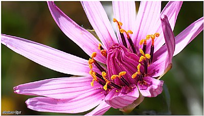 Spring blossom