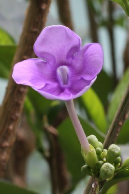 Flower buds