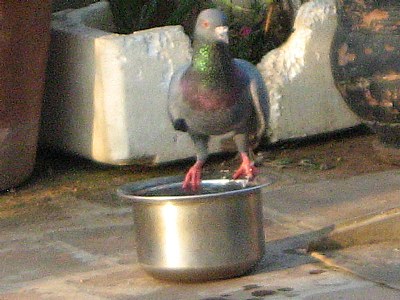 pigeon quenching thirst