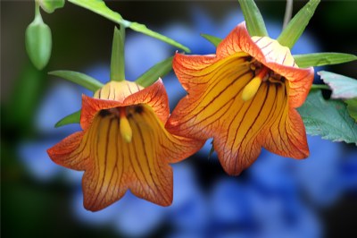 The Canaries bellflower