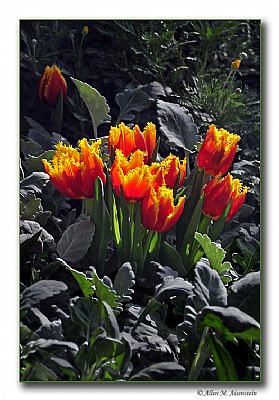 Spring Tulips (d5436)